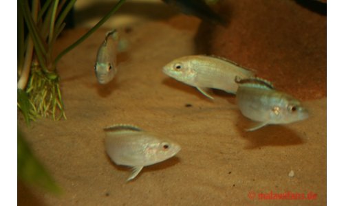 Labidochromis caeruleus
